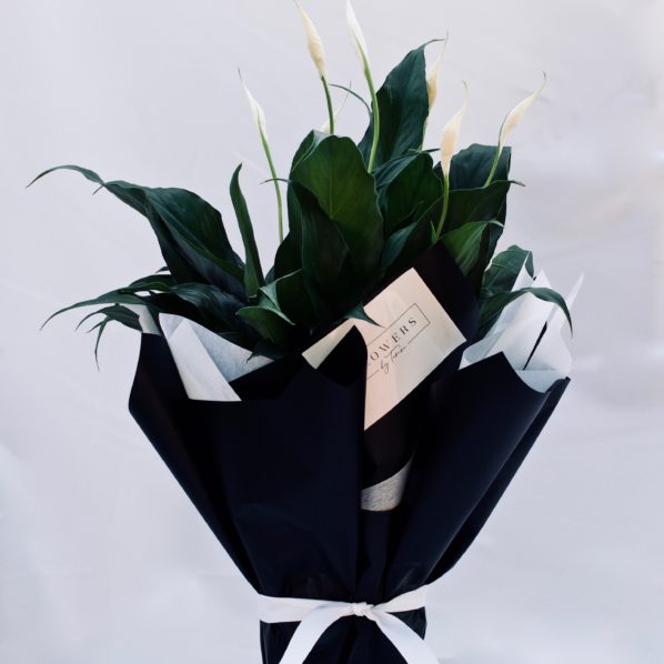 INDOOR PLANTS