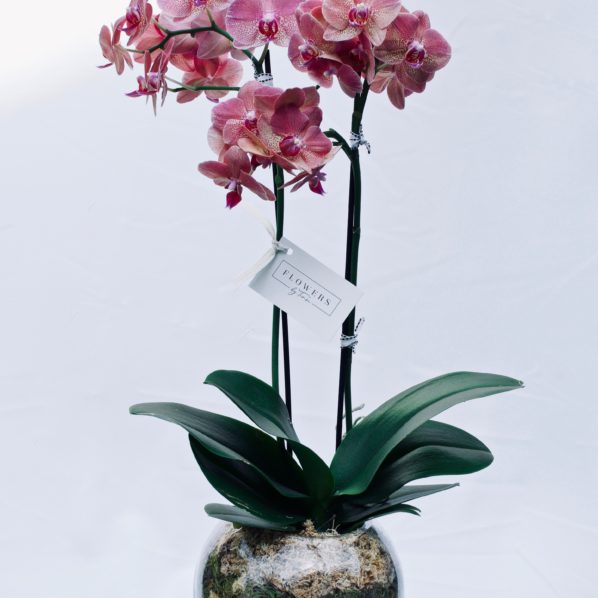 PHALAENOPSIS ORCHID PLANT